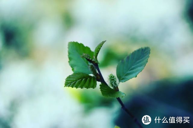 “植物杀手”也能种的6款可食用绿植,最合适中国家庭