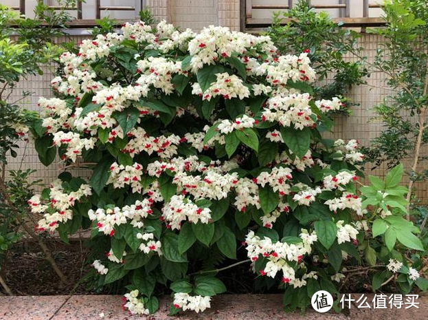 蓝妖:盆栽龙吐珠怎么养才能开花,只要做好这4点,爆盆开花很简单