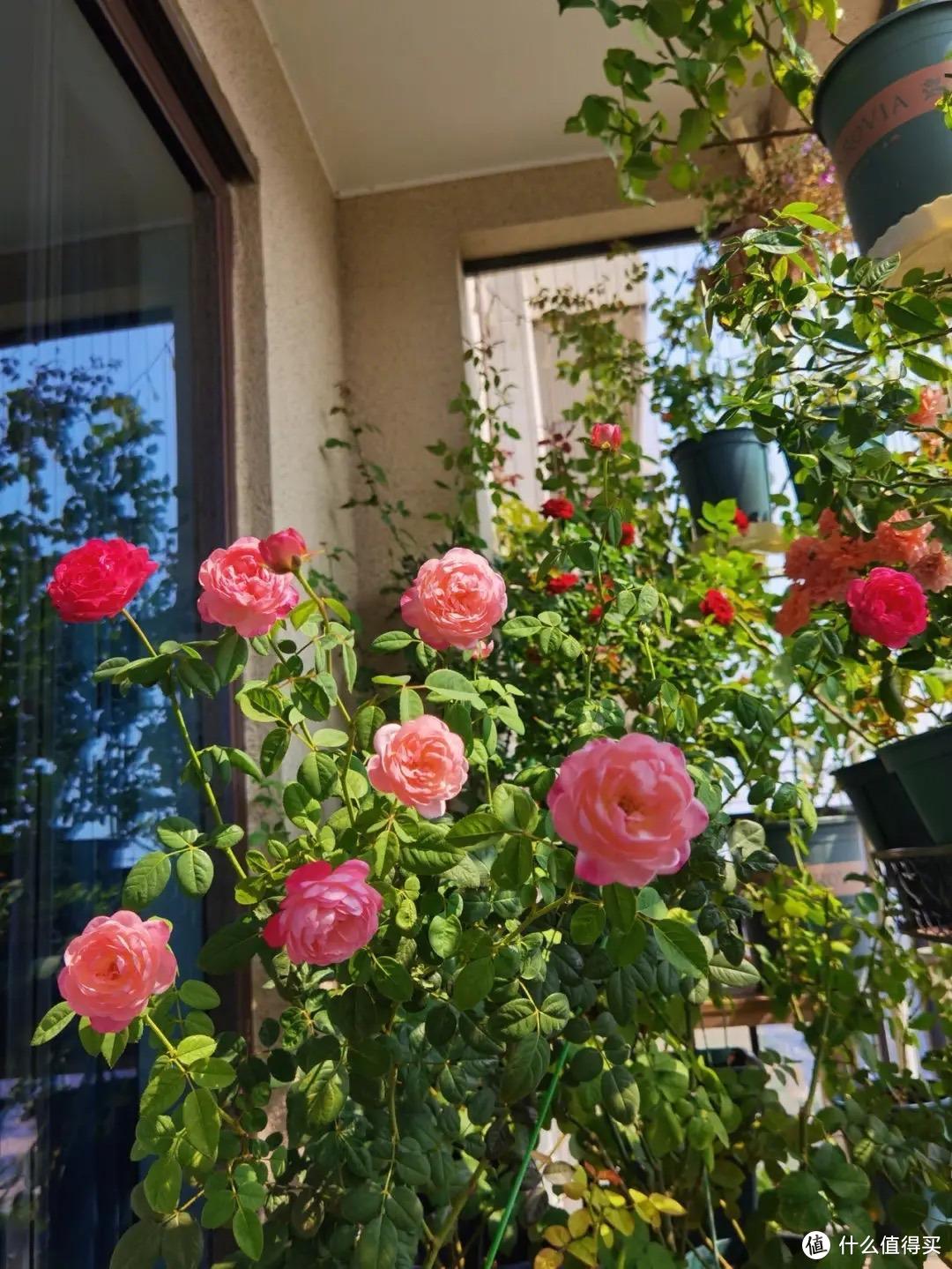 3种漂亮绿植,让阳台变成小森林,四季常绿,叶多枝旺,空气清新