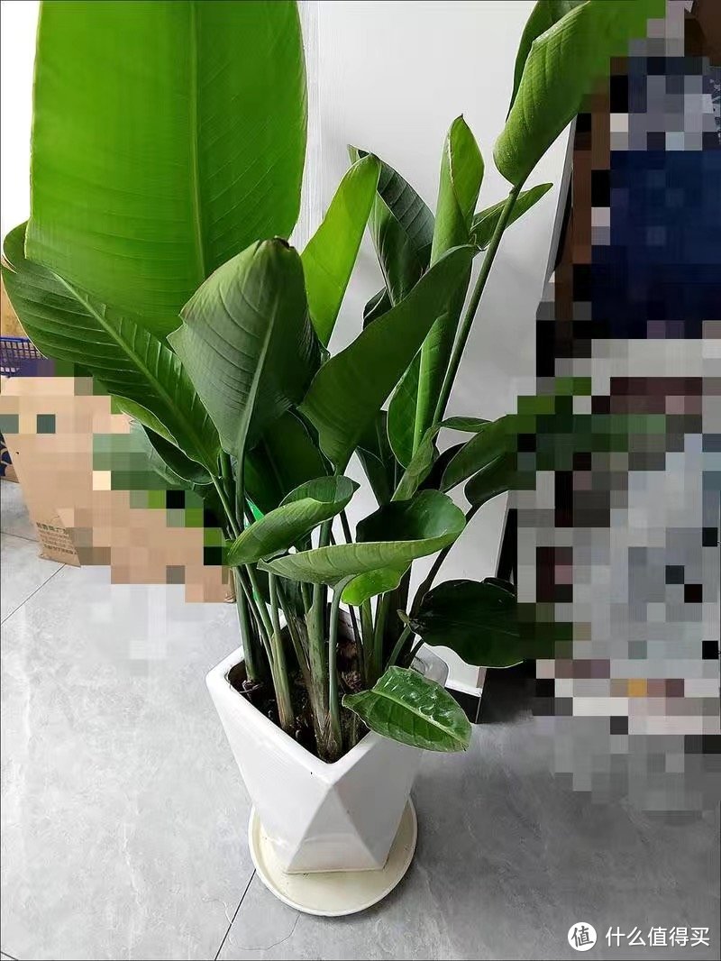 天堂鸟这种植物你会种吗?