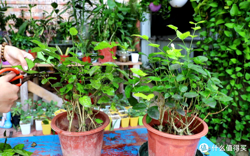 花市上的茉莉花,为何都“满头花苞”?有4点“小窍门”
