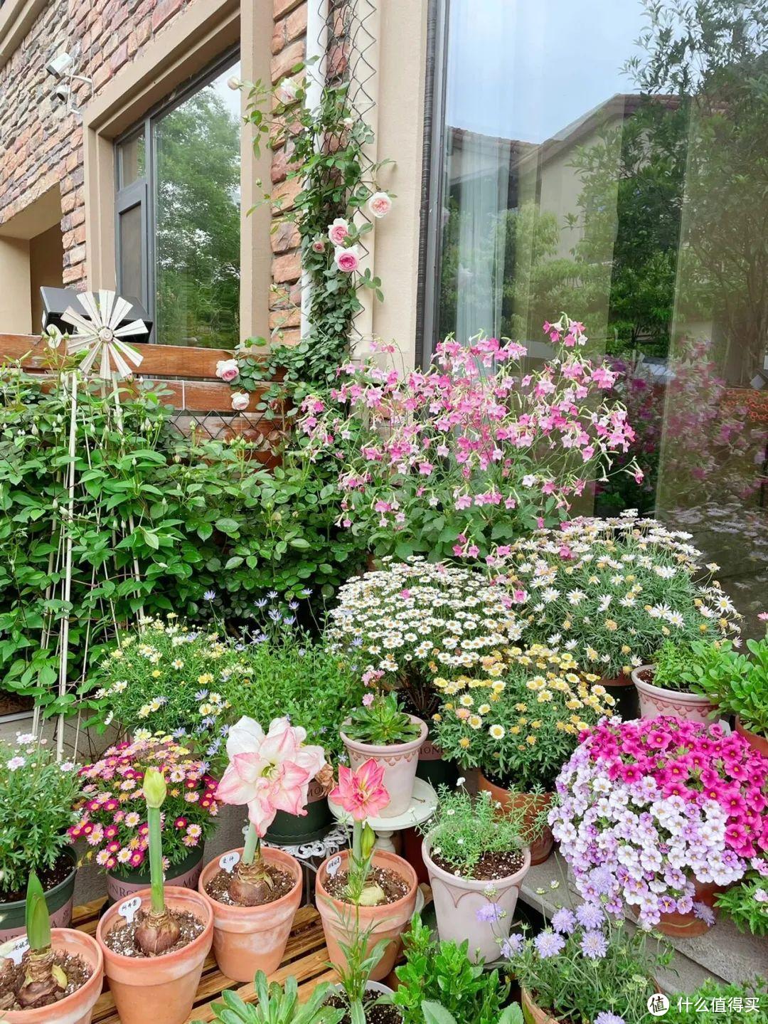 南京33岁太太,买了带花园的房子,300多天折腾,圆了花园梦