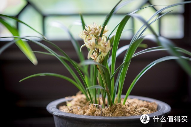 “养花的尽头”是兰花?入坑一年半,才发现这句话是真的