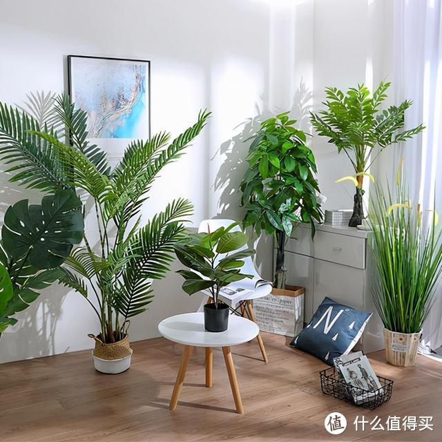 5种绿植,客厅一放,常年绿,不怕光照差,能“吸毒”能旺家
