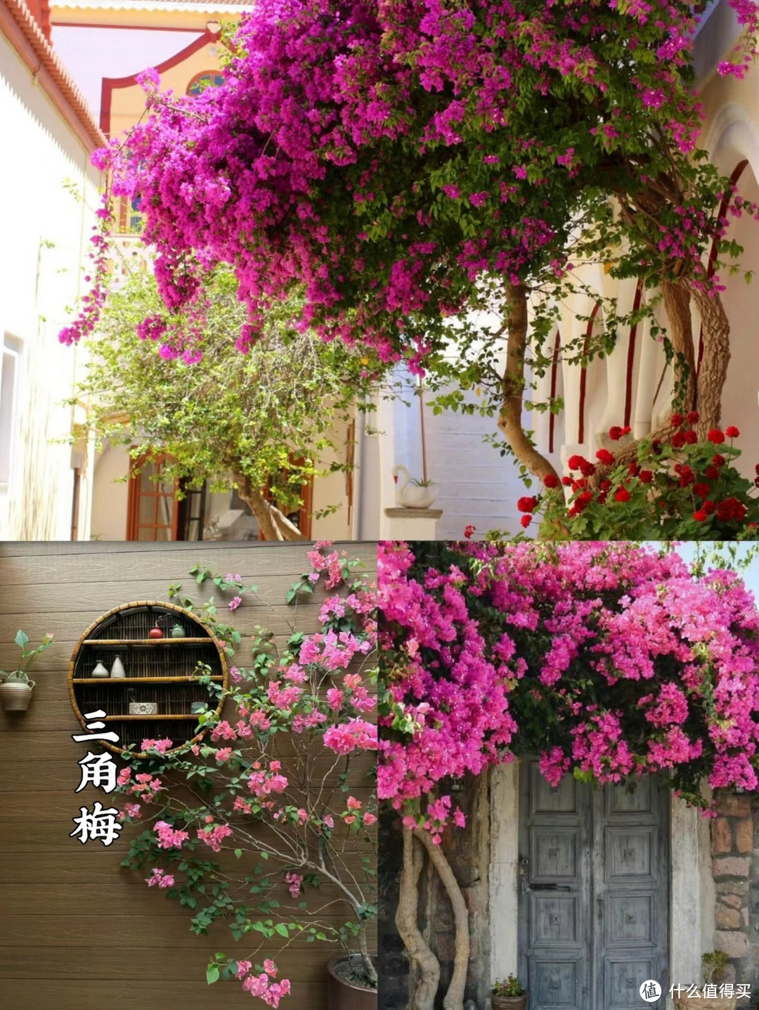 一些适合做花墙的爬藤植物