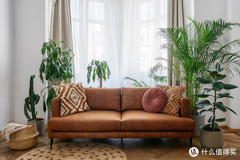夏日宅家，这三款绿植打造清凉港湾