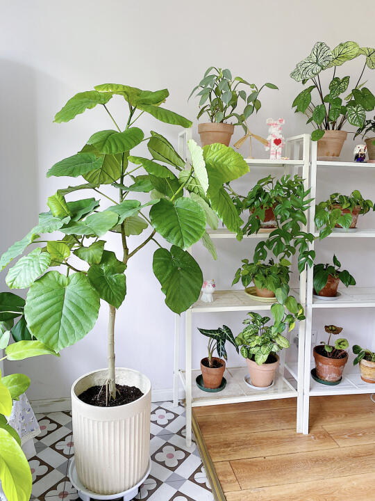 绿植之美:家庭绿植布置的技巧与心得全分享